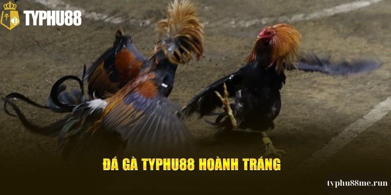 Cách tham gia chơi đá gà tại typhu88me.run